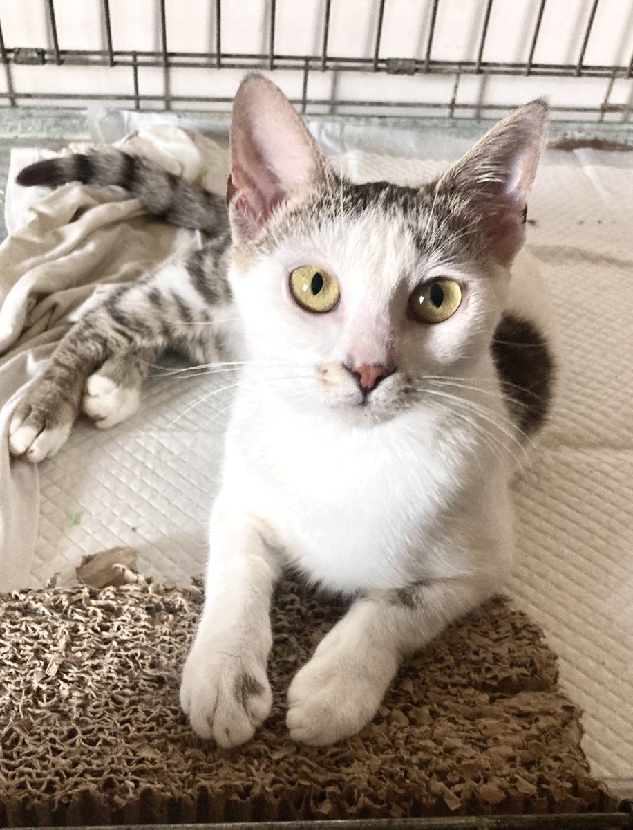 Pisicuta dragalasa pentru adoptie