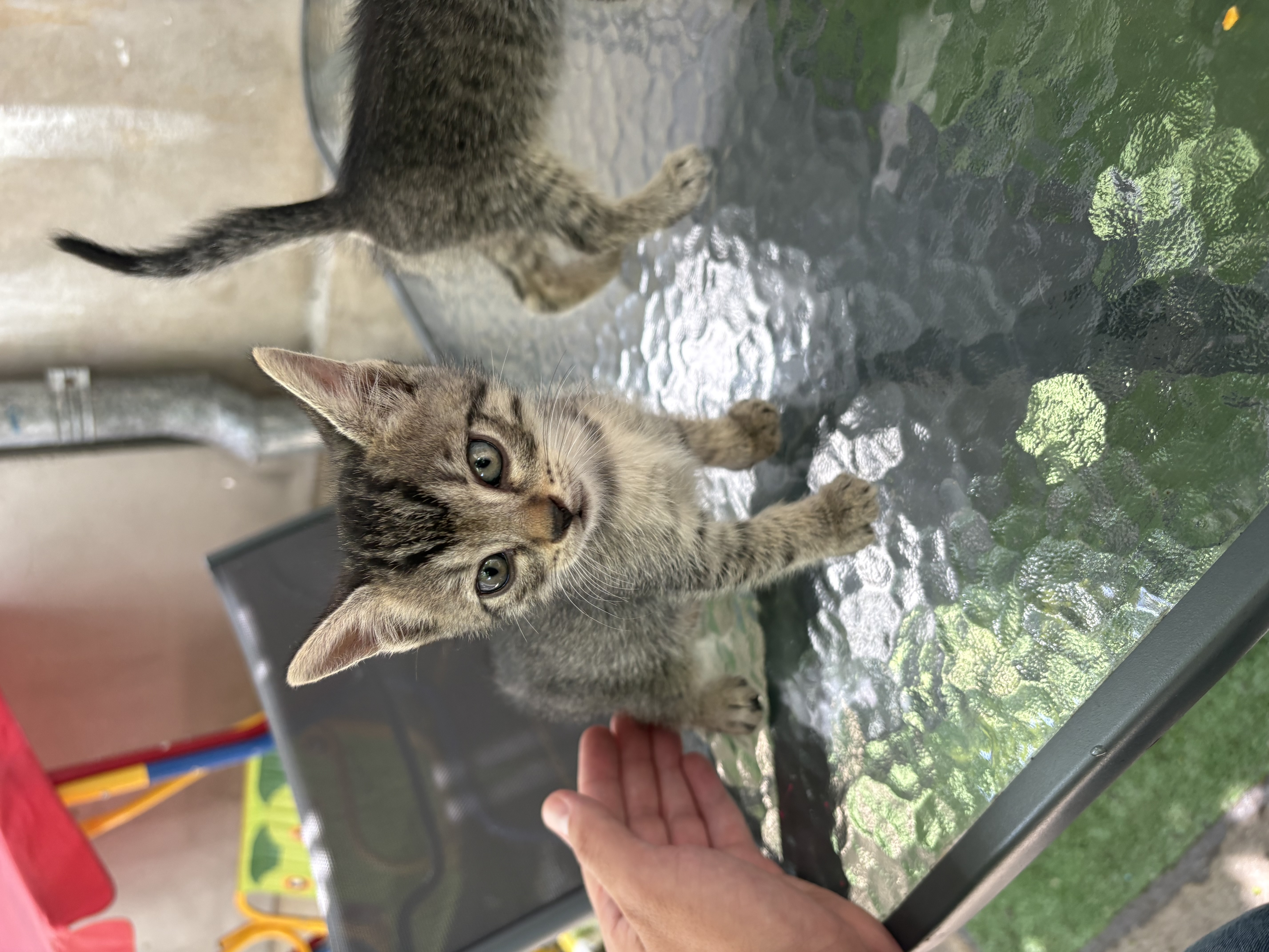 Adopție 2 pisicute