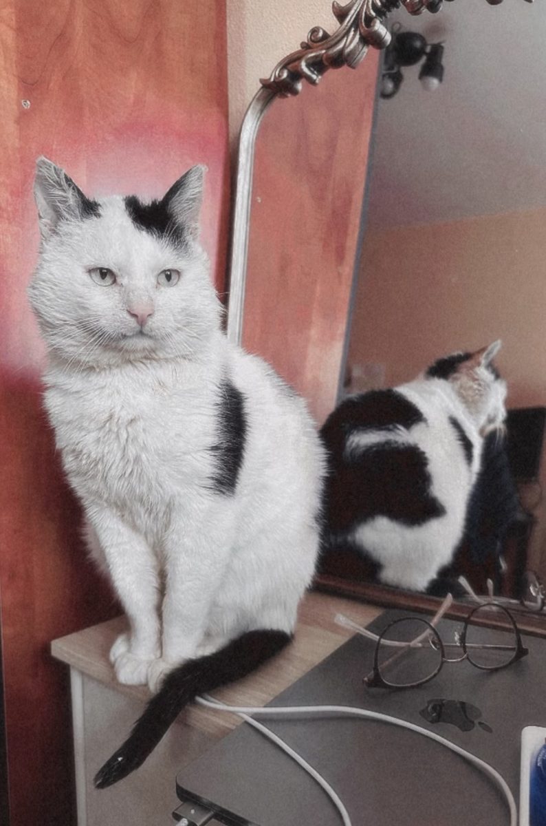 Pisic senior, adorabil, bland, Bucuresti, adoptie