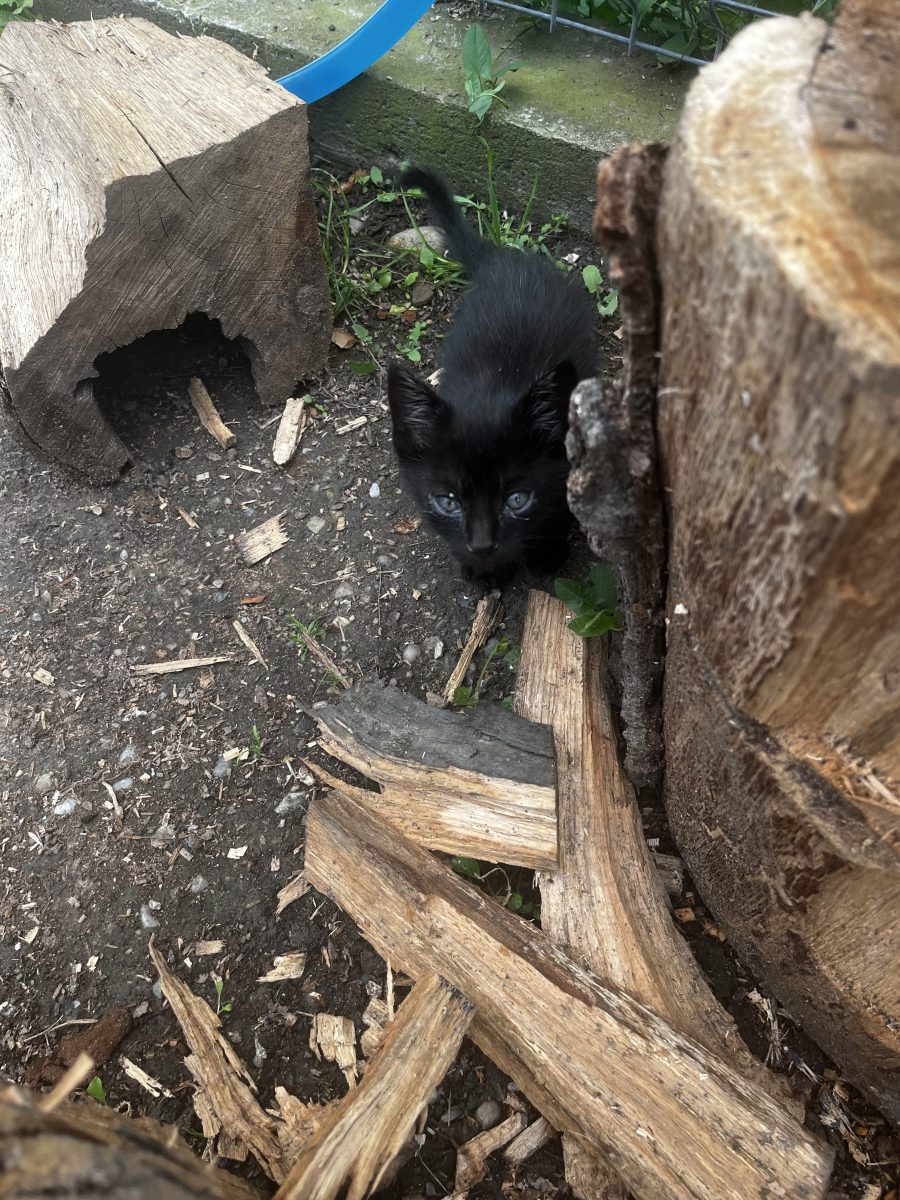 Donez pui pisică