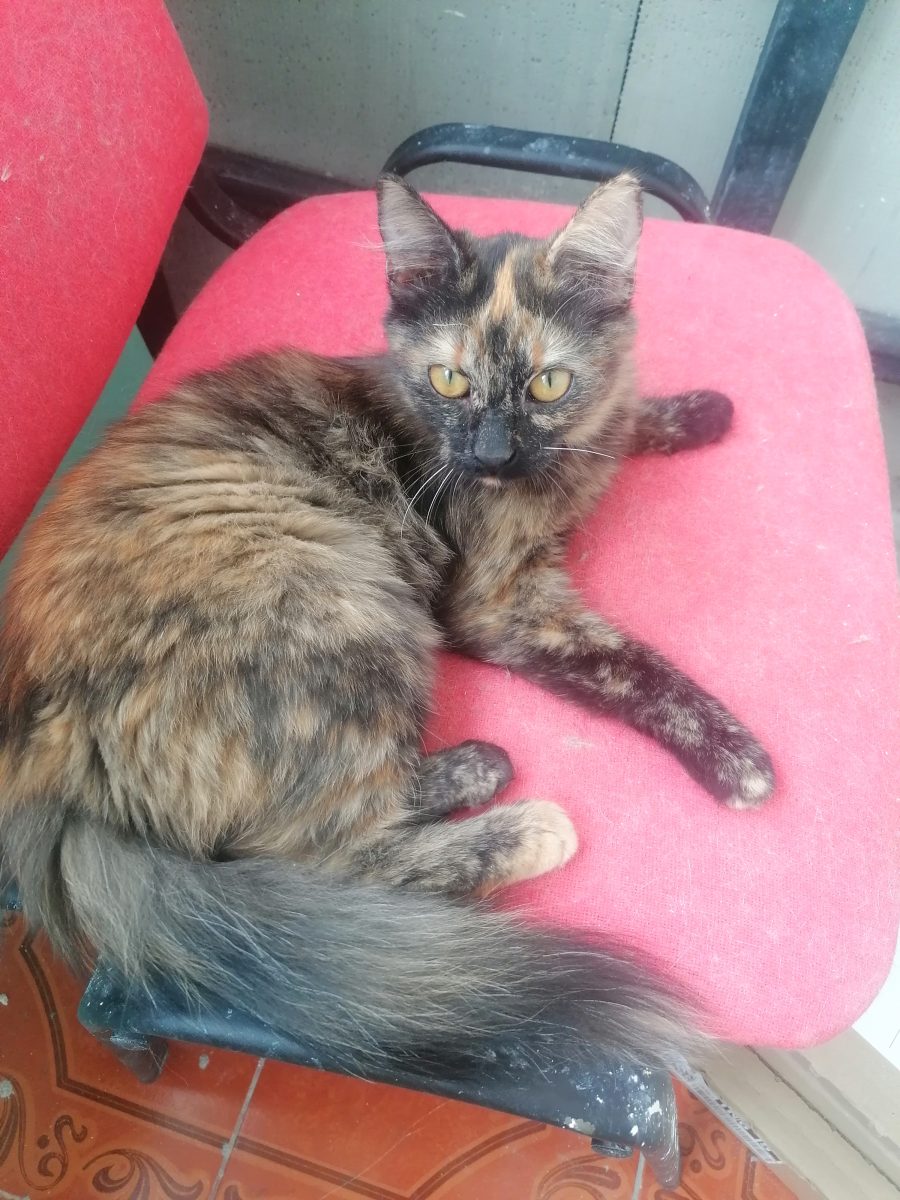 Tortica – o pisică tortie delicată si stufoasă