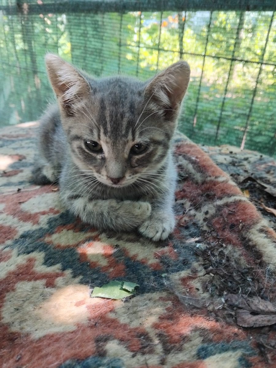 Ofer spre adopție 3 pisoiași adorabili, sănătoși și jucăuși! 🐱