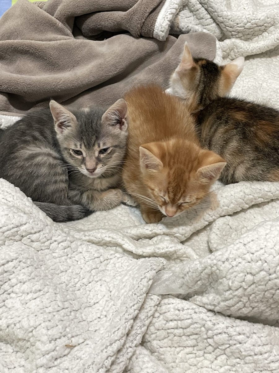 Motănei adopție