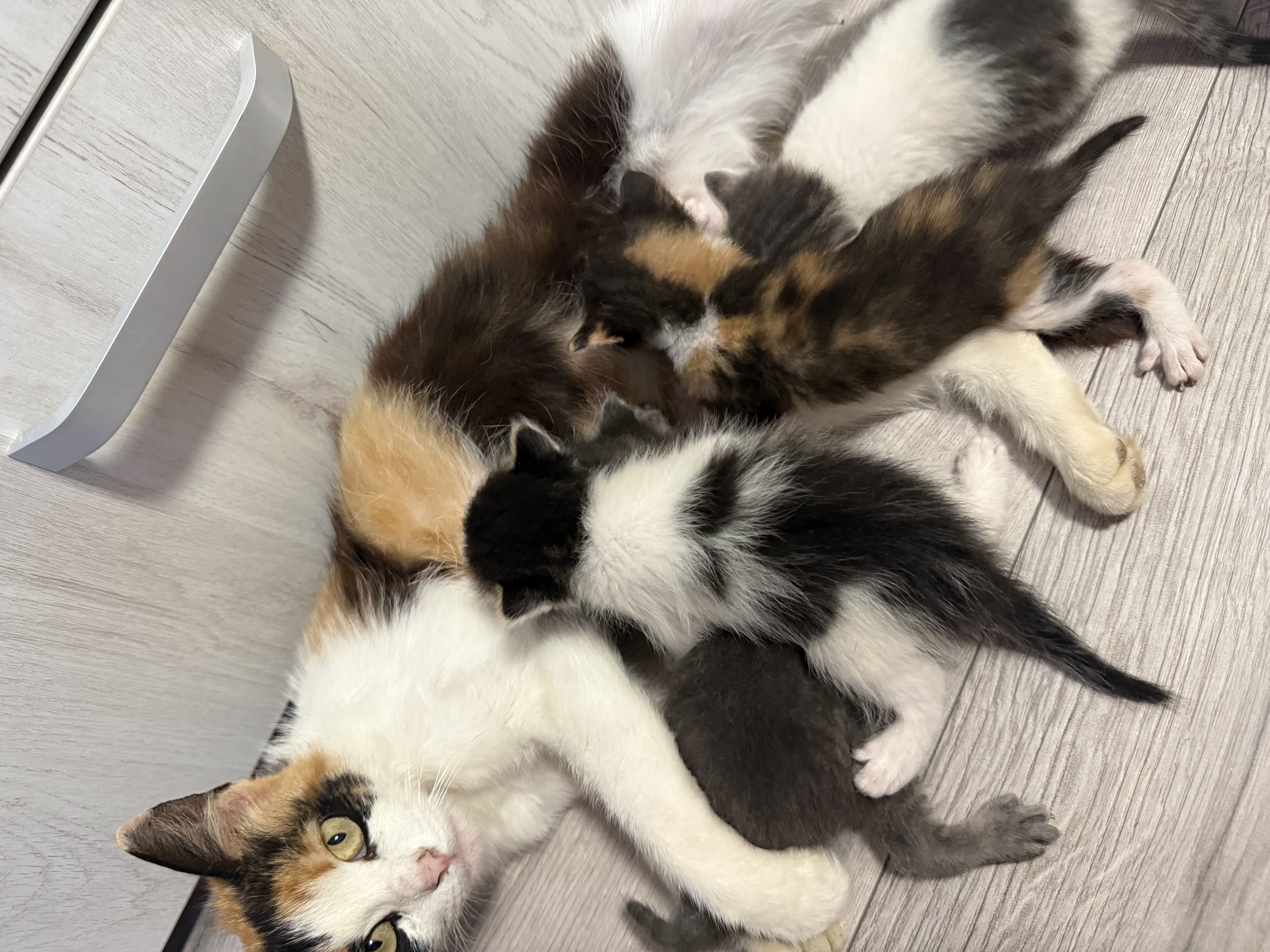 🐱 Spre adopție – Pisică mamă și 4 puiuți