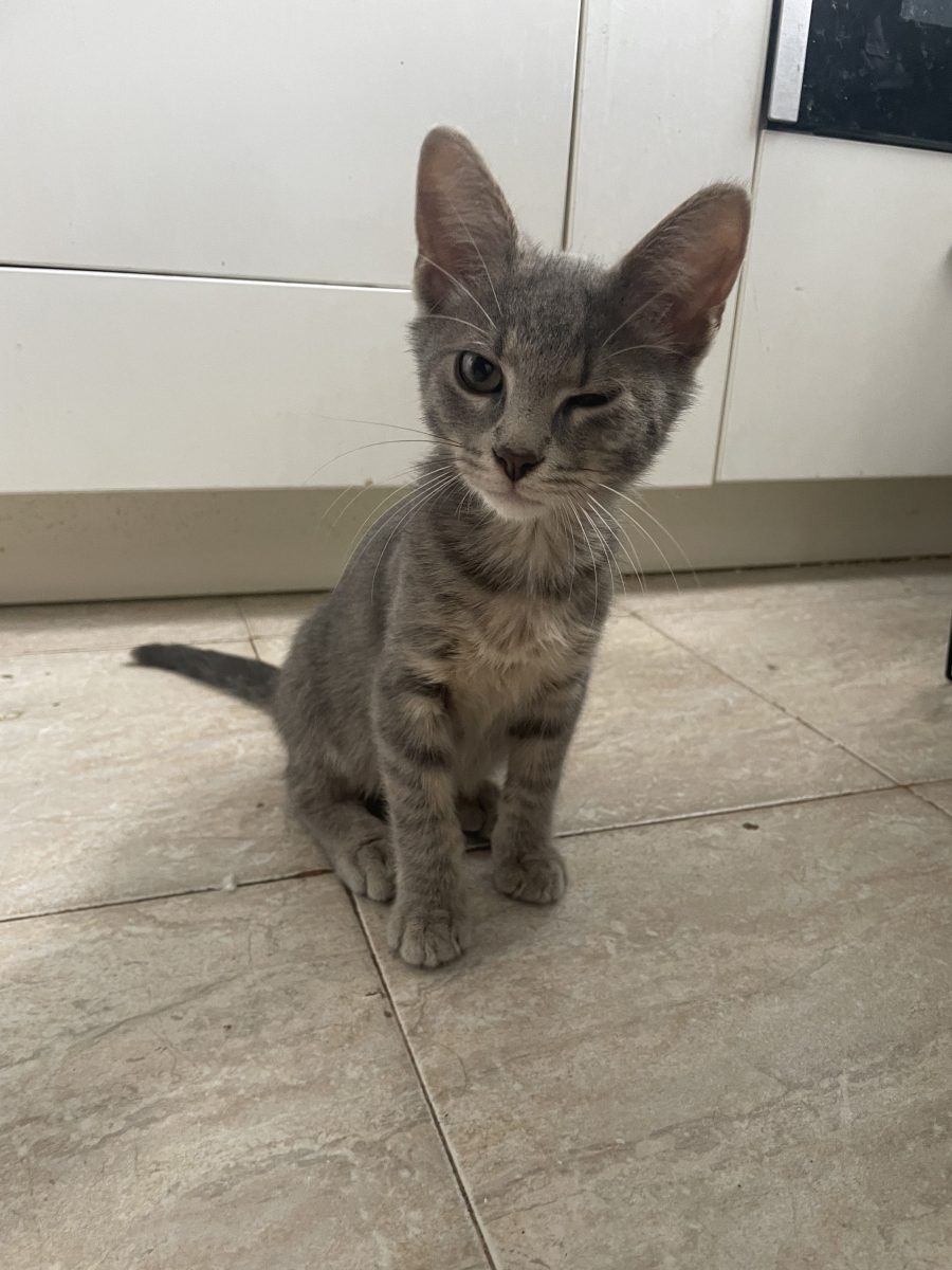 🐾 NOR caută o familie pentru totdeauna 🐾