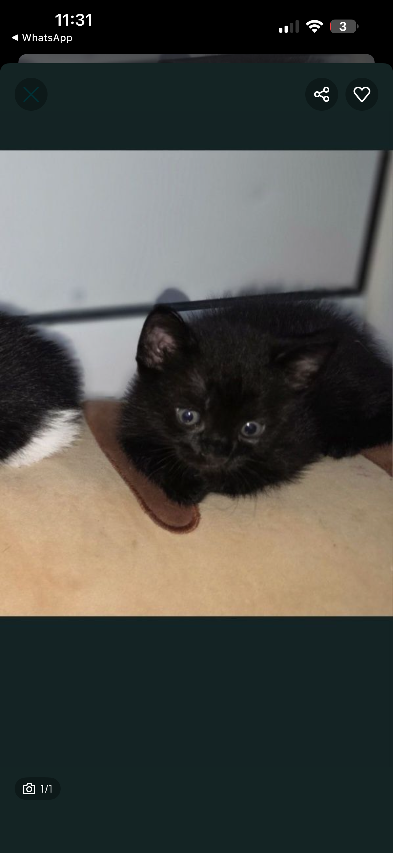 Adoptie pui pisica