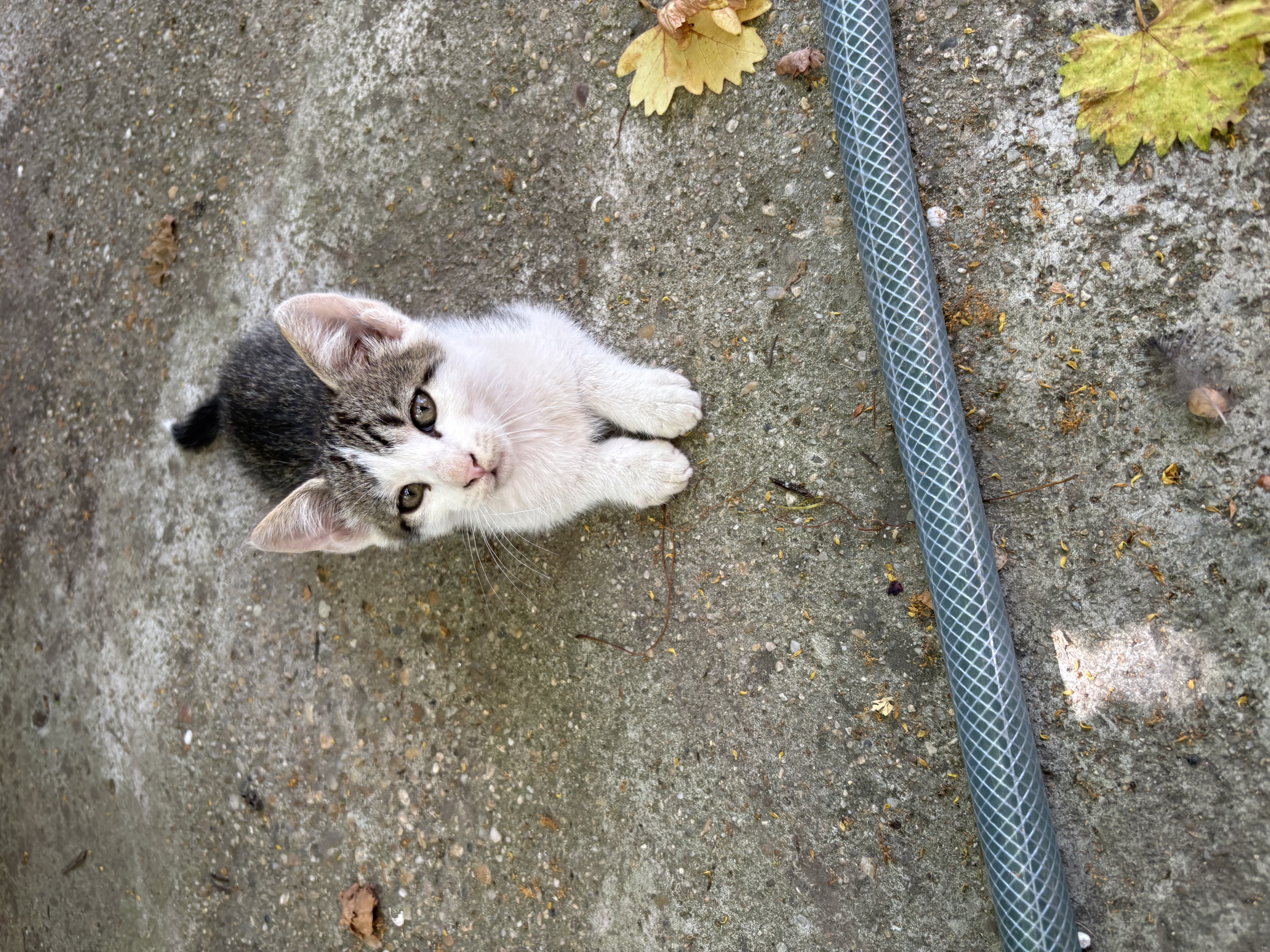 Adopție pisioi