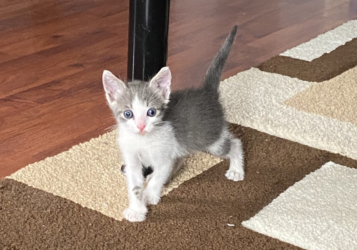 Privirea lui îți spune cat de mult își dorește o familie!💕💕💕