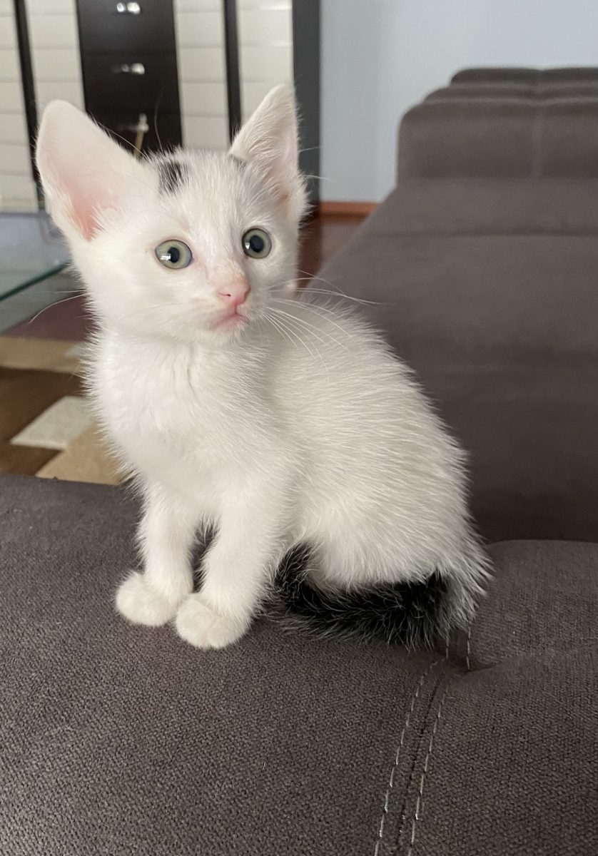 Delicat dar plin de energie își caută o căsuță!🏡💗💗💗