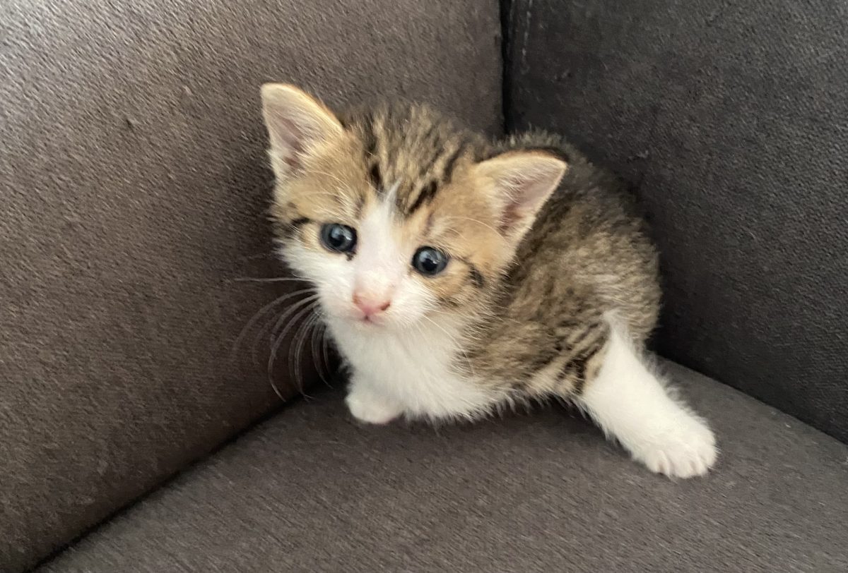 Adorabila Duli își caută mămică ideală!💗💗💗