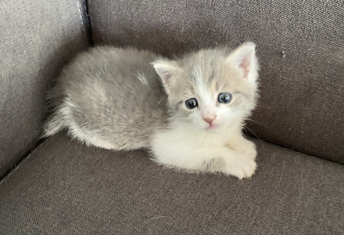 Micuța cat o palmă,are multă iubire de oferit!💗💗💗