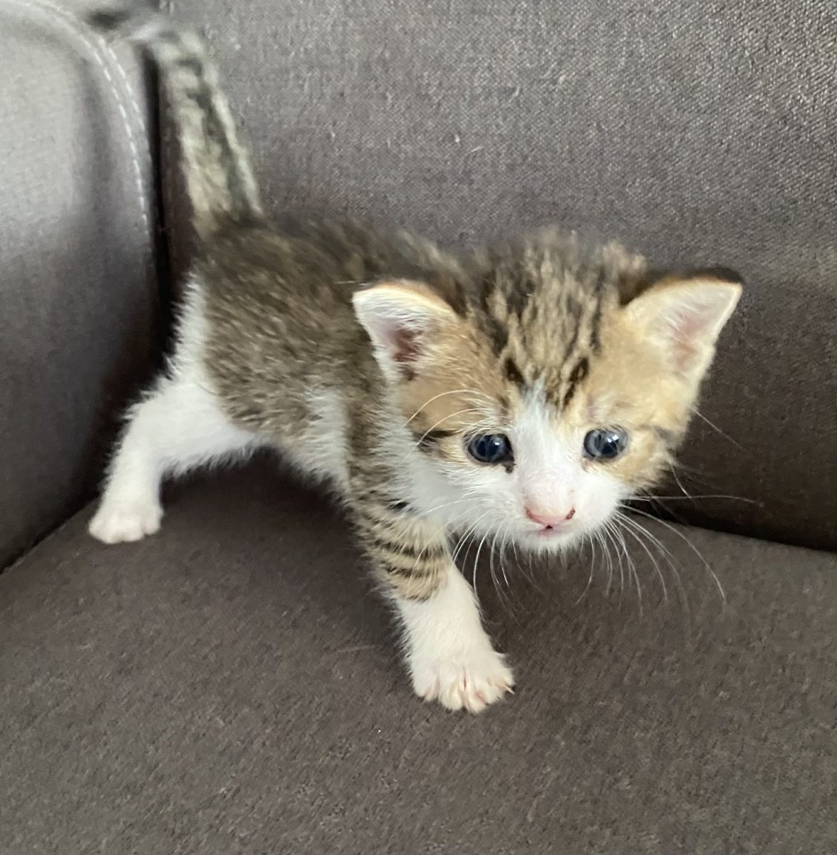 Adorabila și iubitoare are nevoie de o familie foarte responsabilă!💗💗💗