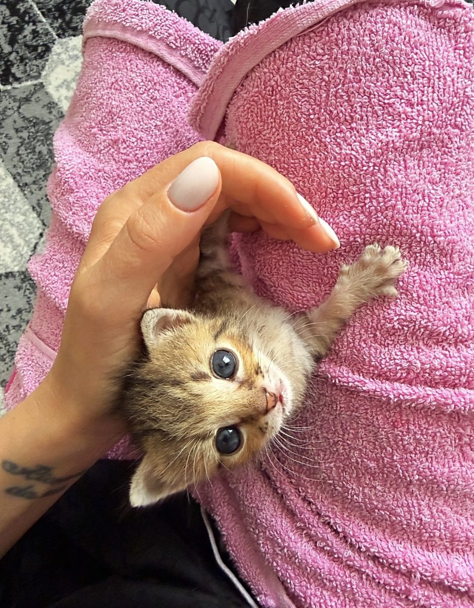 Adopție