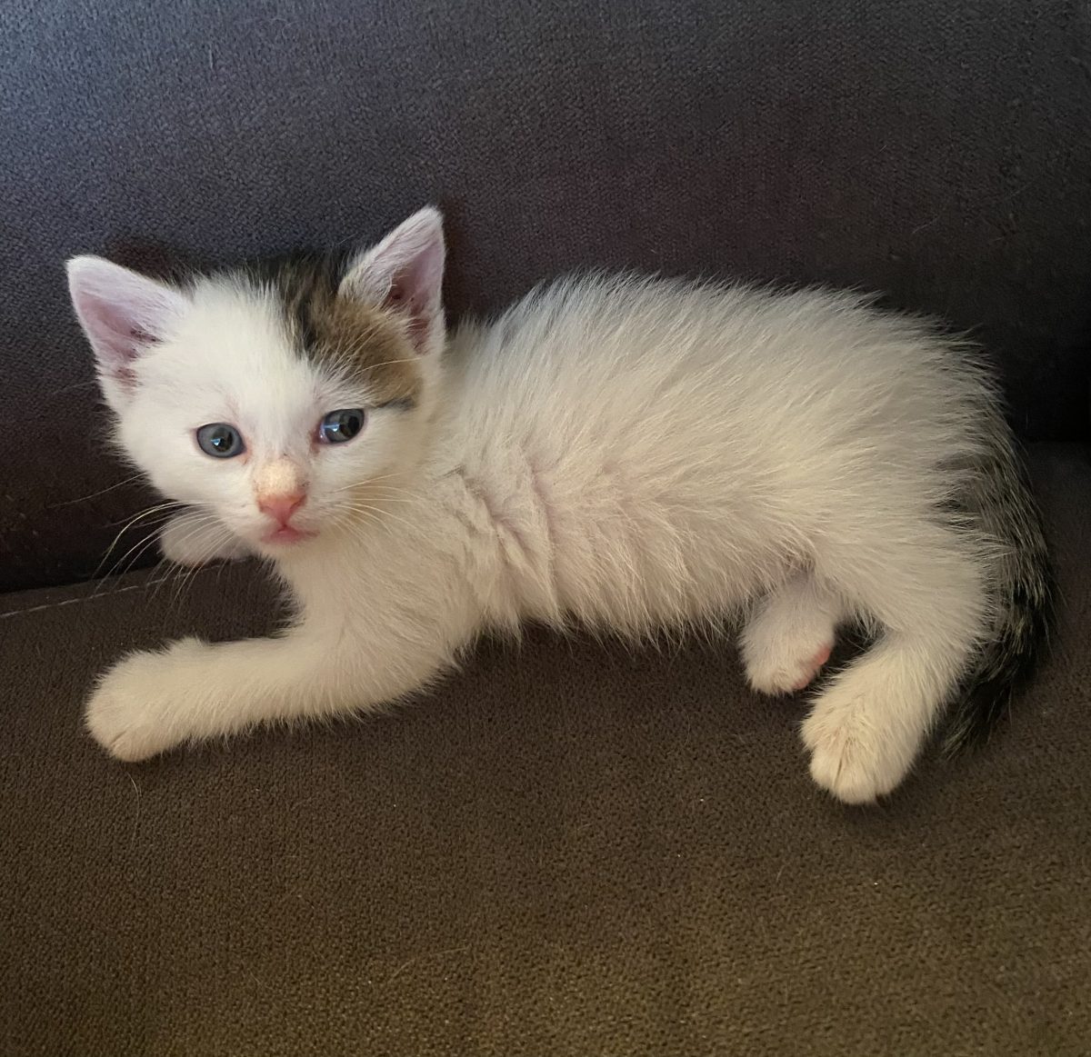 Isteața Mica își dorește sa faca parte din familia ta!🥰🥰🥰