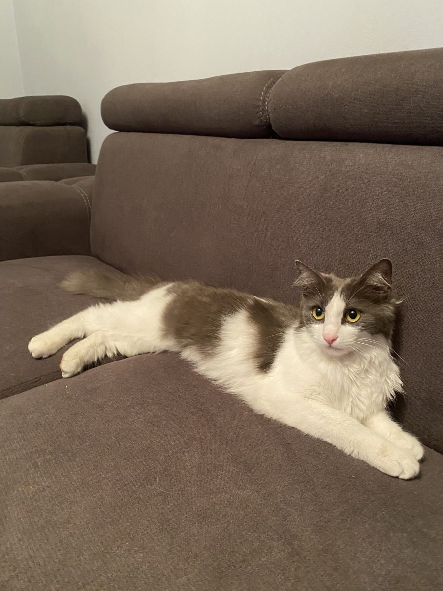 Eleganta și frumoasă își dorește o familie frumoasă!💕💕💕