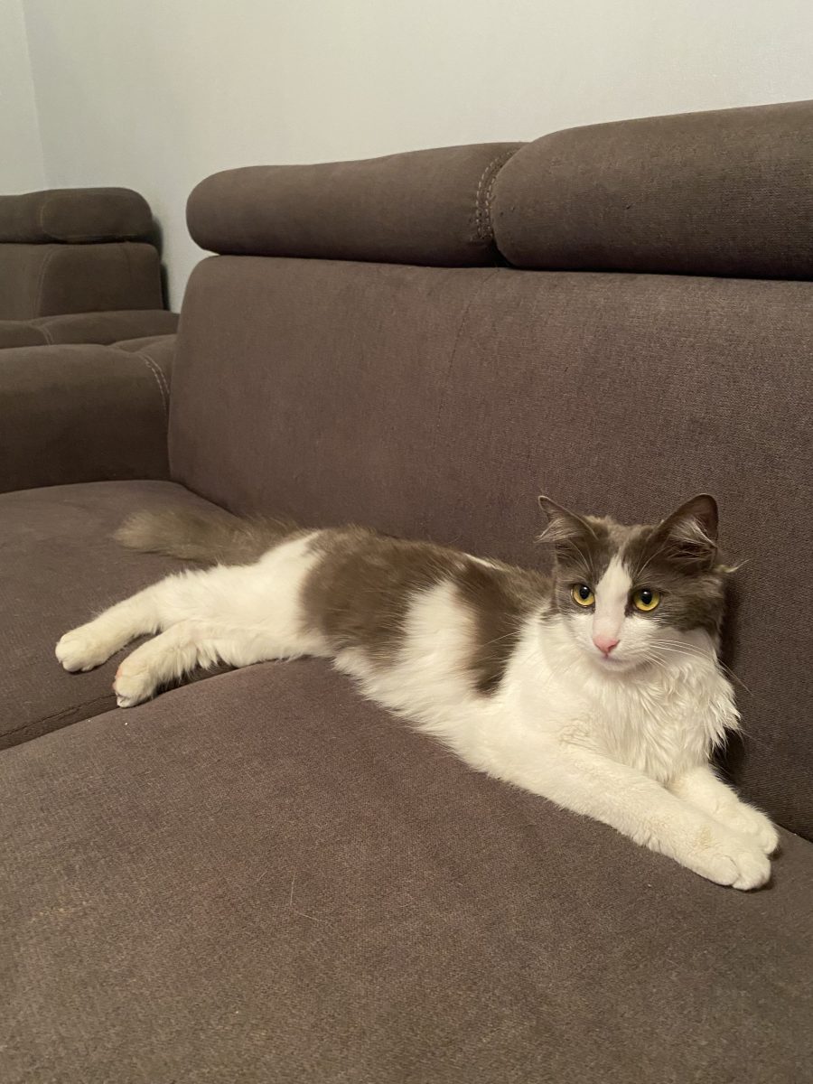 Eleganta și iubitoare isi caută o familie minunată!💗💗💗