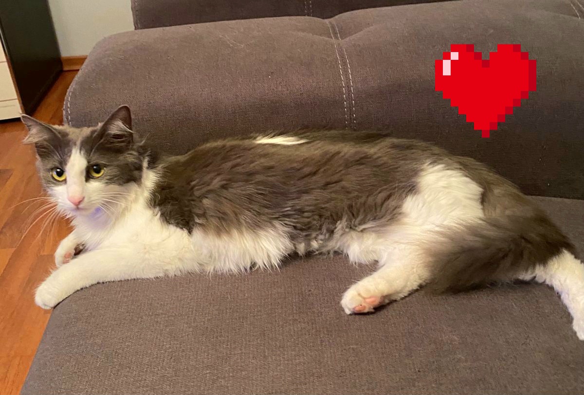 Adoptie pisica metis norvegian Tasha