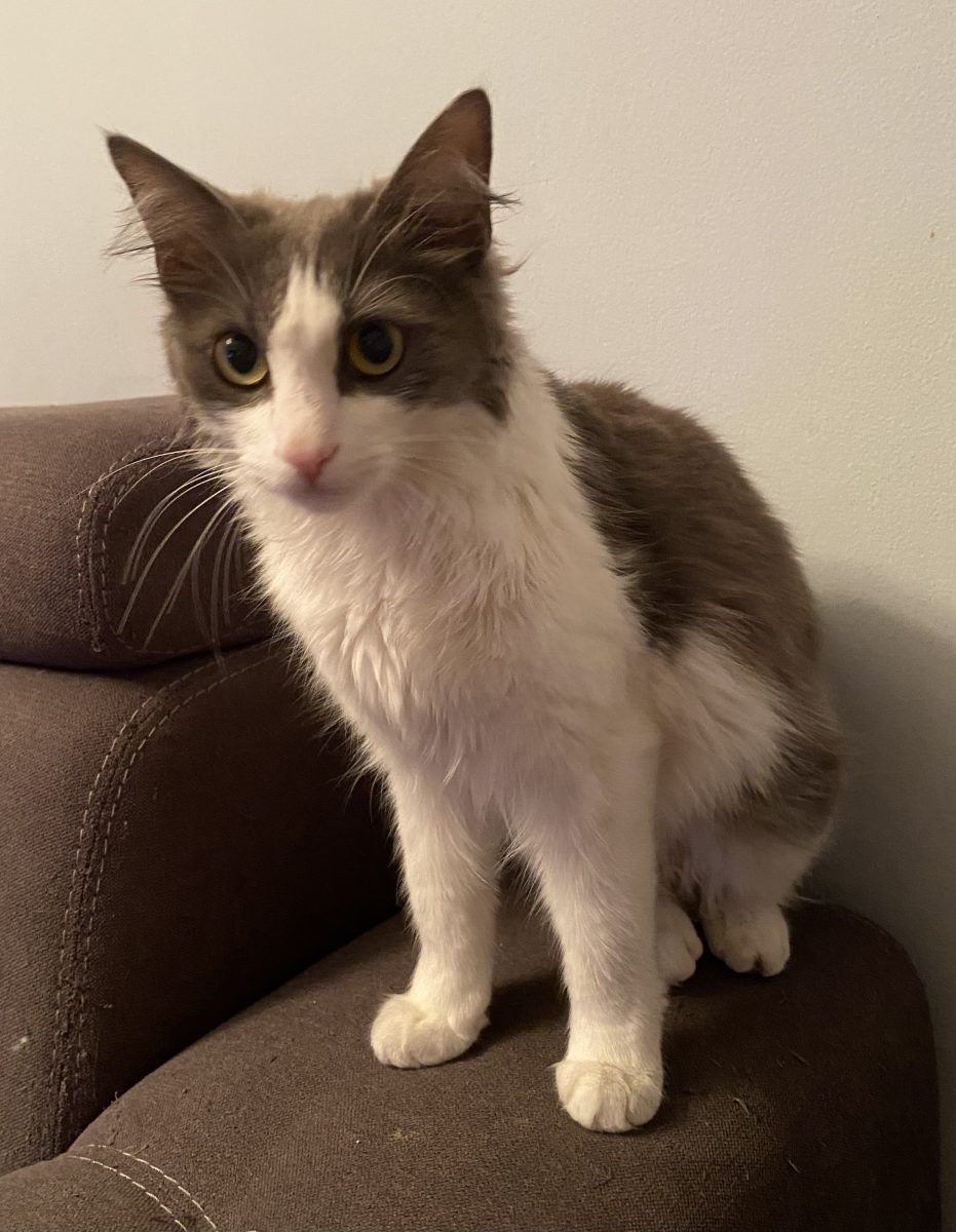 Foarte iubitoare și recunoscătoare are nevoie de adoptia perfectă!💗💗💗
