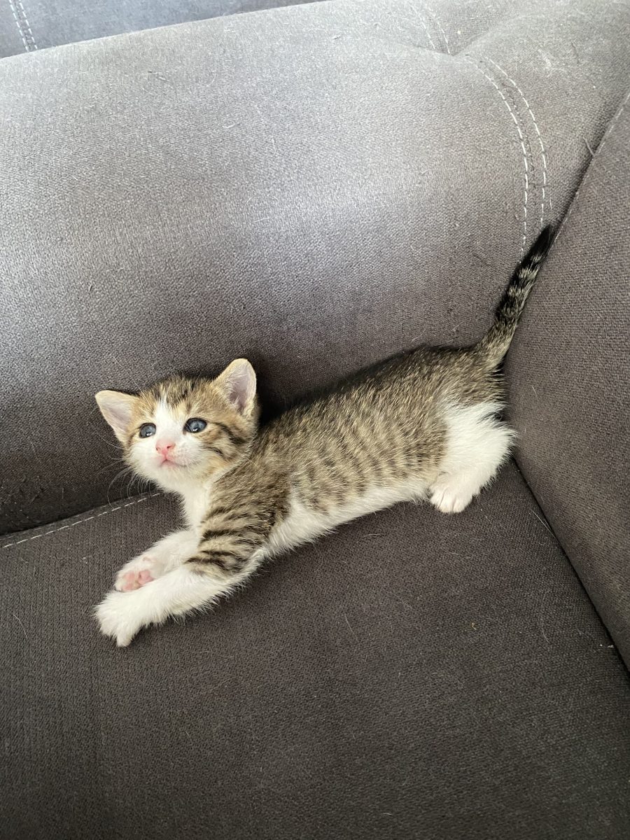 Cea mai simpatică pisicuță își caută familia perfectă!🥰🥰🥰
