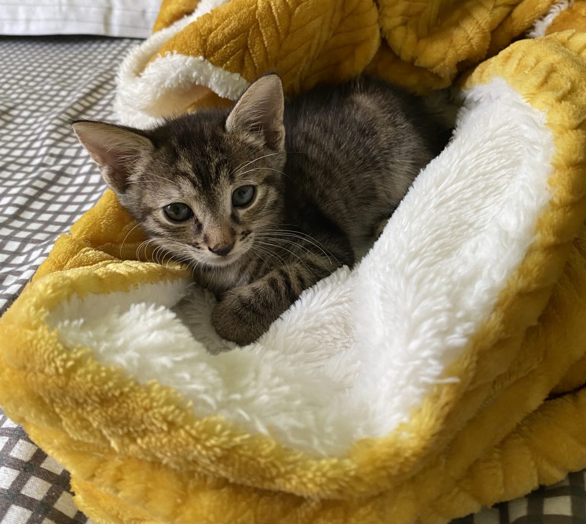 Micuța asta își dorește o familie!♥️♥️♥️