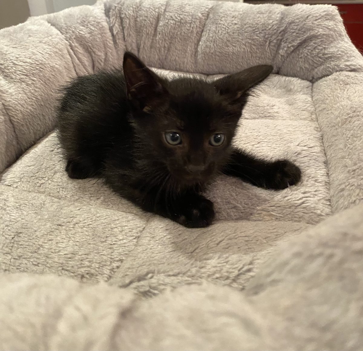 Un panteruț draguț își caută o familie!🐈‍⬛♥️🐈‍⬛♥️