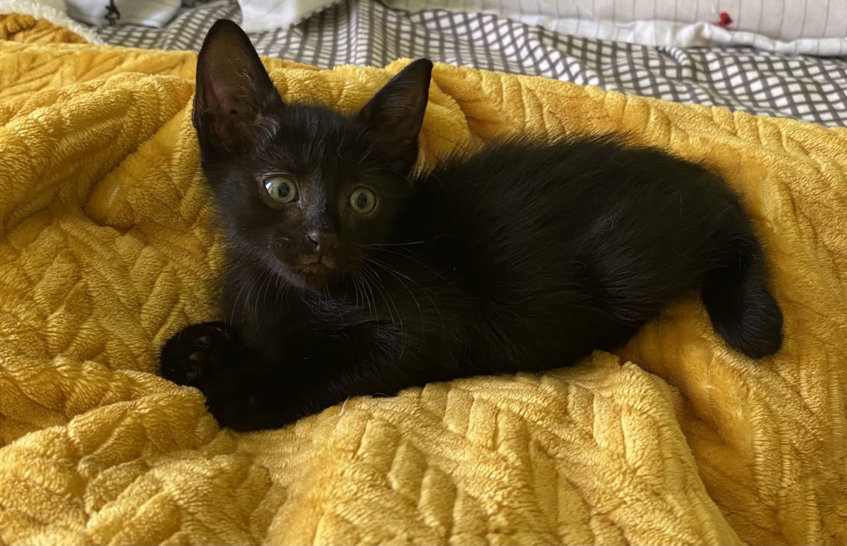 Un negru mititel caută casuta!😻😻😻