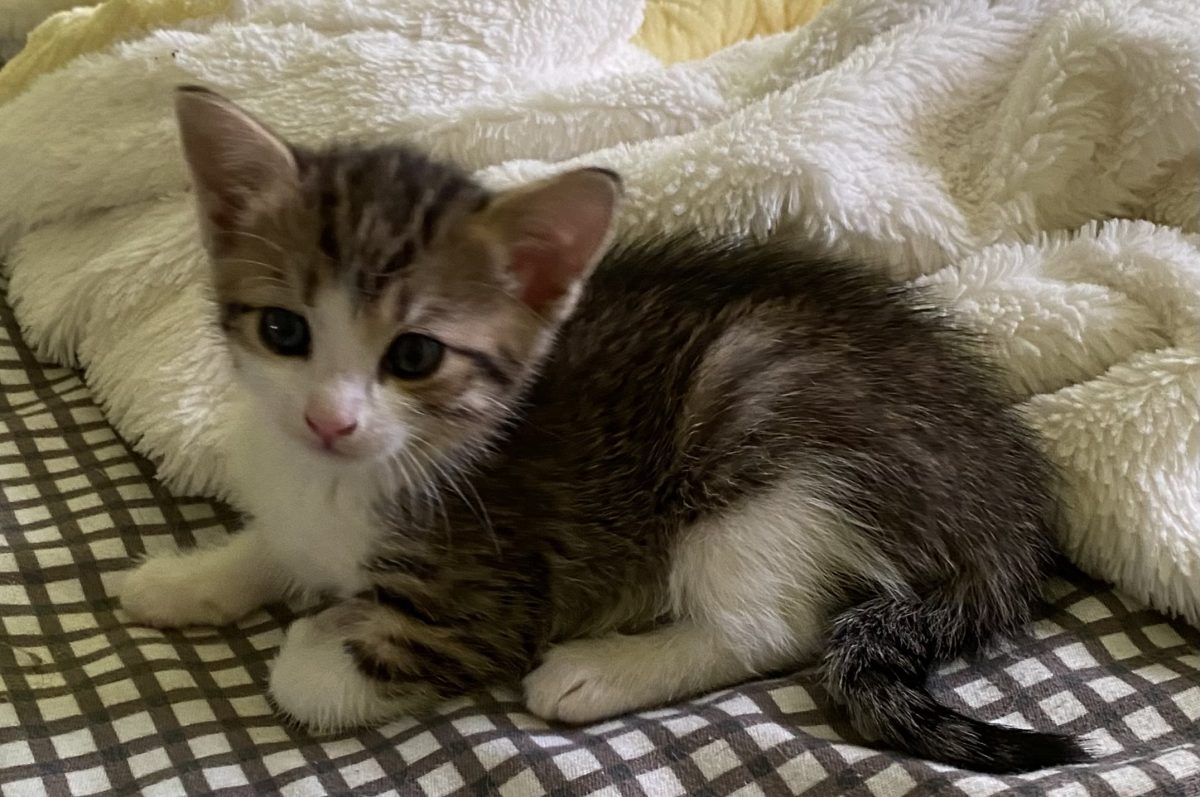 Cuceritoarea Duli promite muuulta iubire!🥰 🥰🥰
