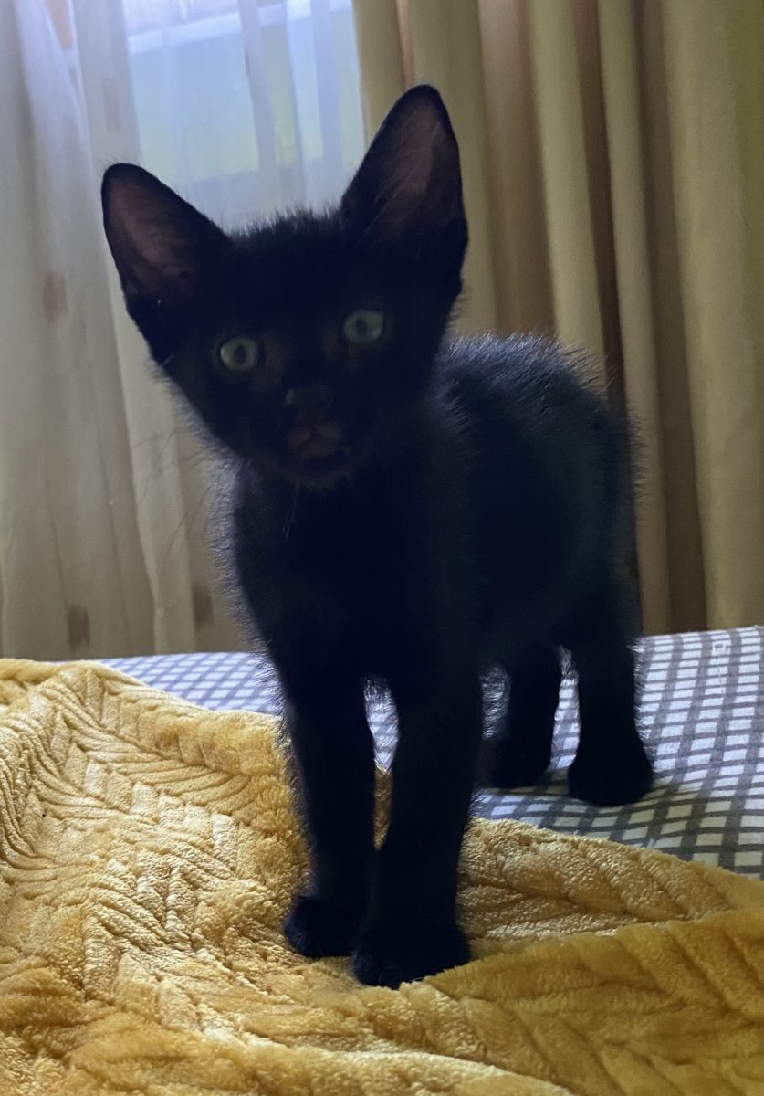 Cu blanita lui lucioasă si cu privirea fermecătoare,îți promite că nu te vei mai plictisi niciodată!🐈‍⬛😻🐈‍⬛😻🐈‍⬛