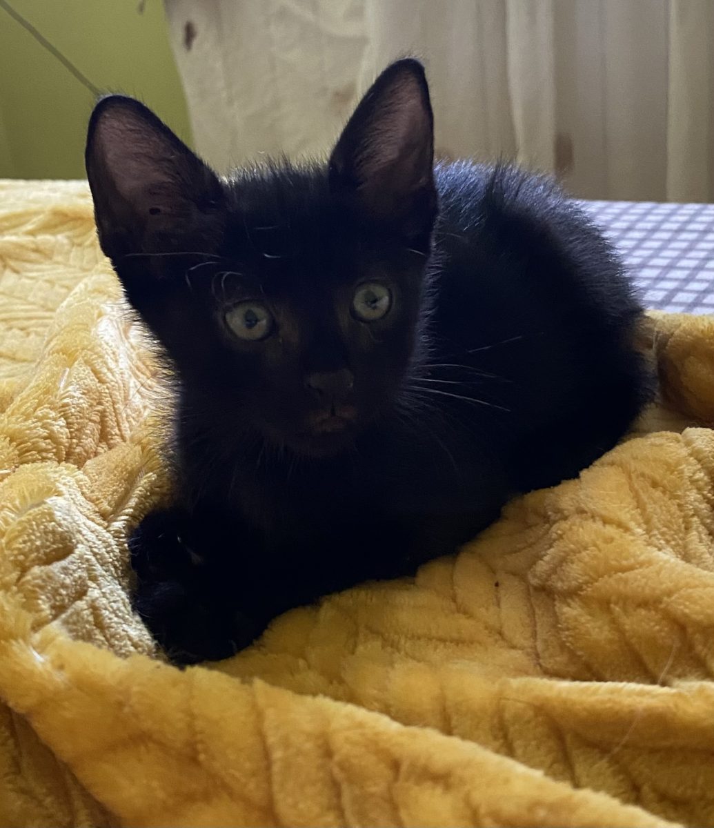 Un negru mititel caută casuta!💙💙💙