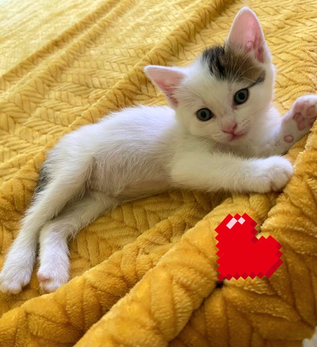 Adoptie pui de pisica alb Cameluna