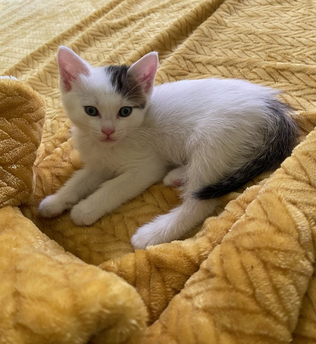 Cea mai frumoasă pisicuță pentru adopție!💗💗💗