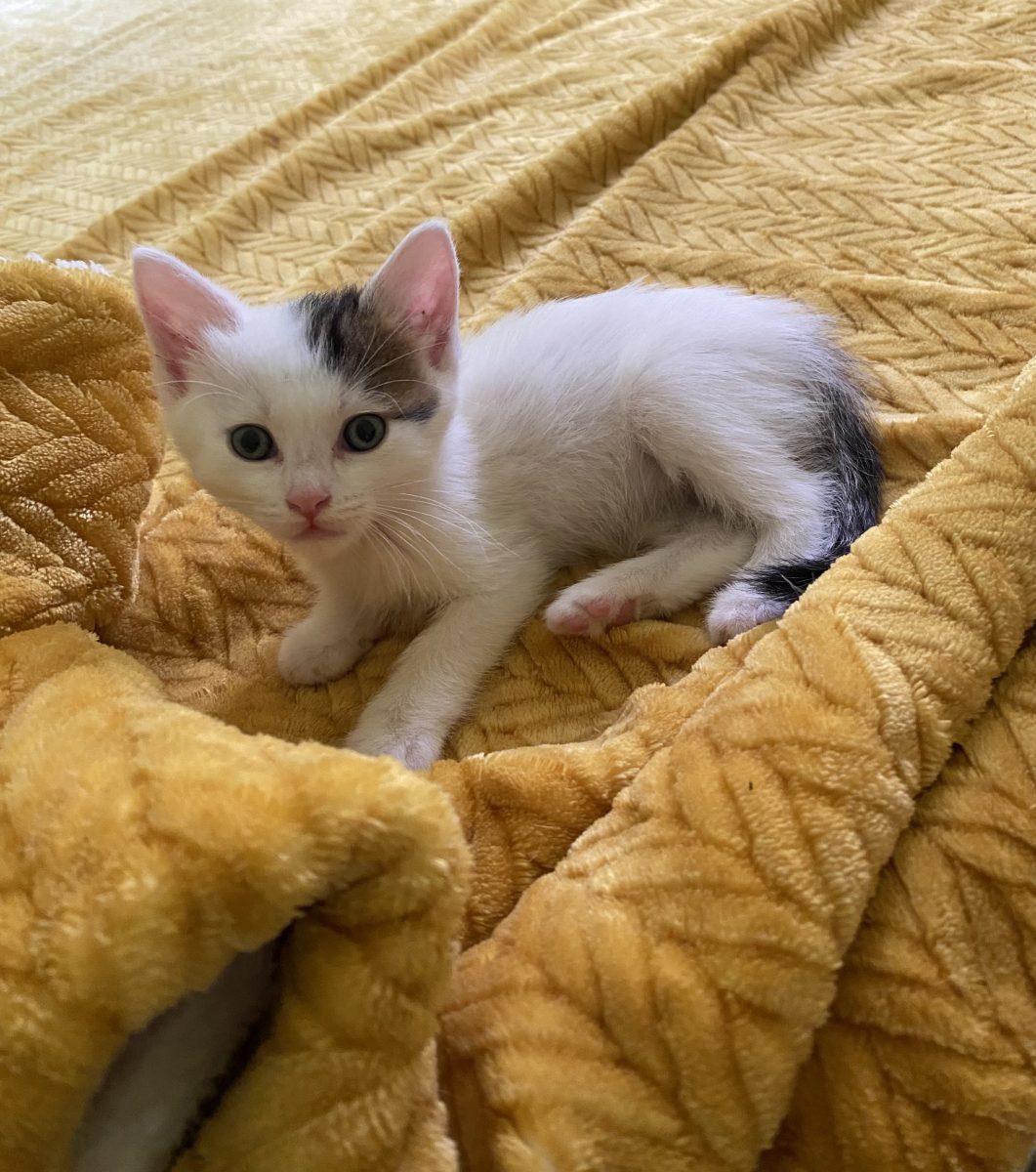 Cea mai gingașă pisicuță își caută o căsuță!💕💕💕
