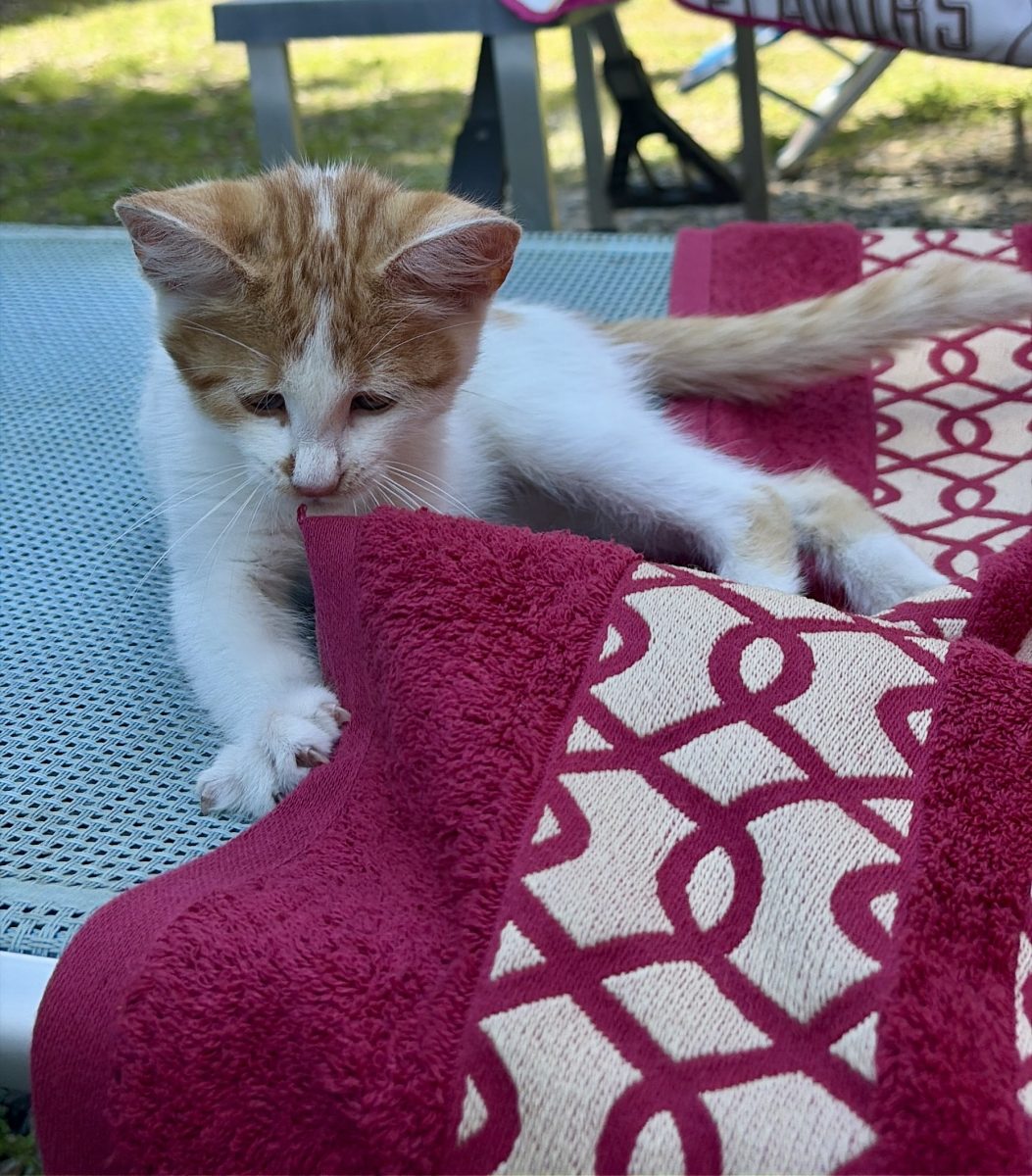 Două bezele blănoase caută o canapea și o familie — alegi una sau le iei pe ambele 🐾