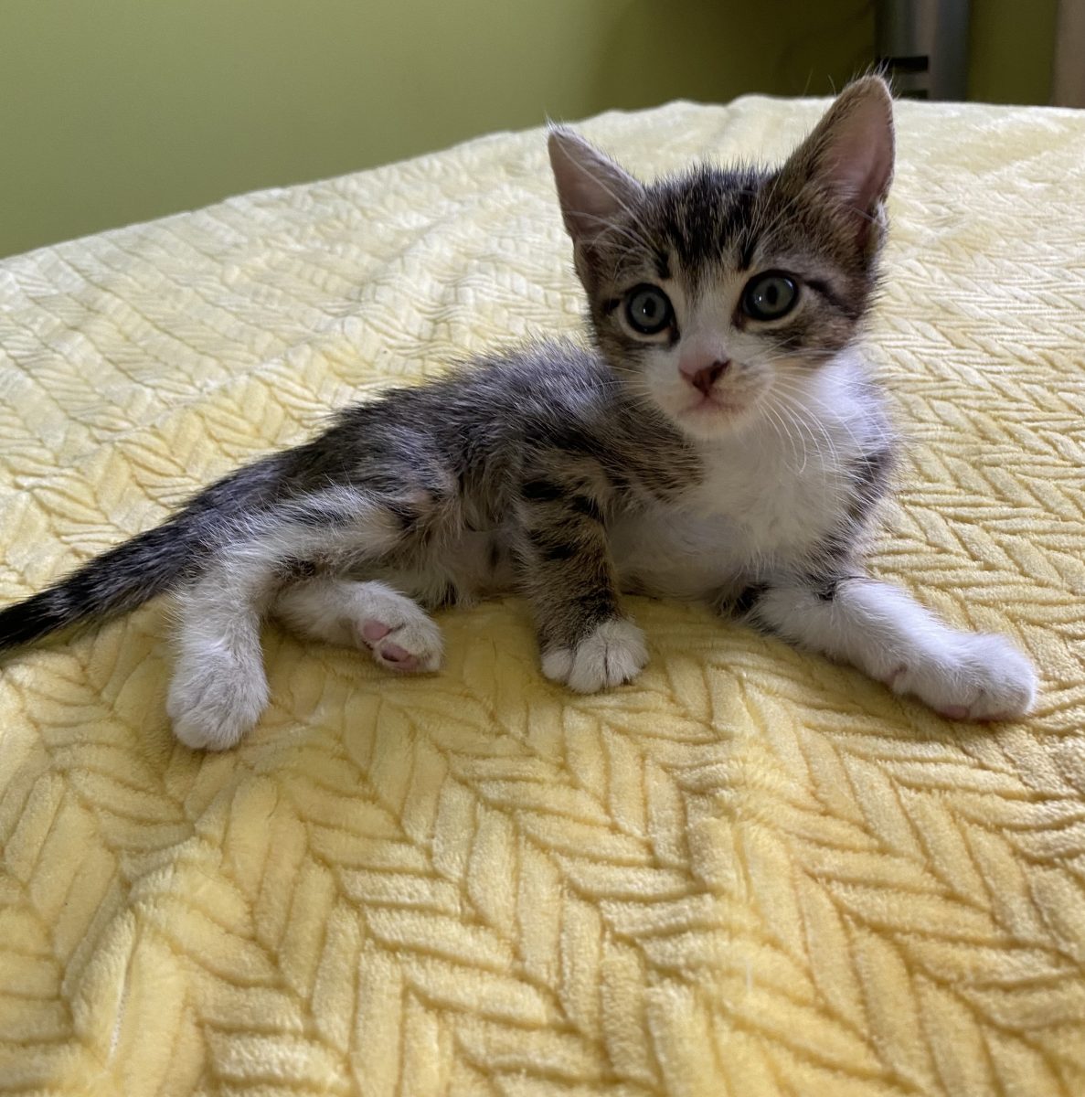 Cei mai superbi  ochi te roagă sa ii iei acasă 🏡 !😻😻😻