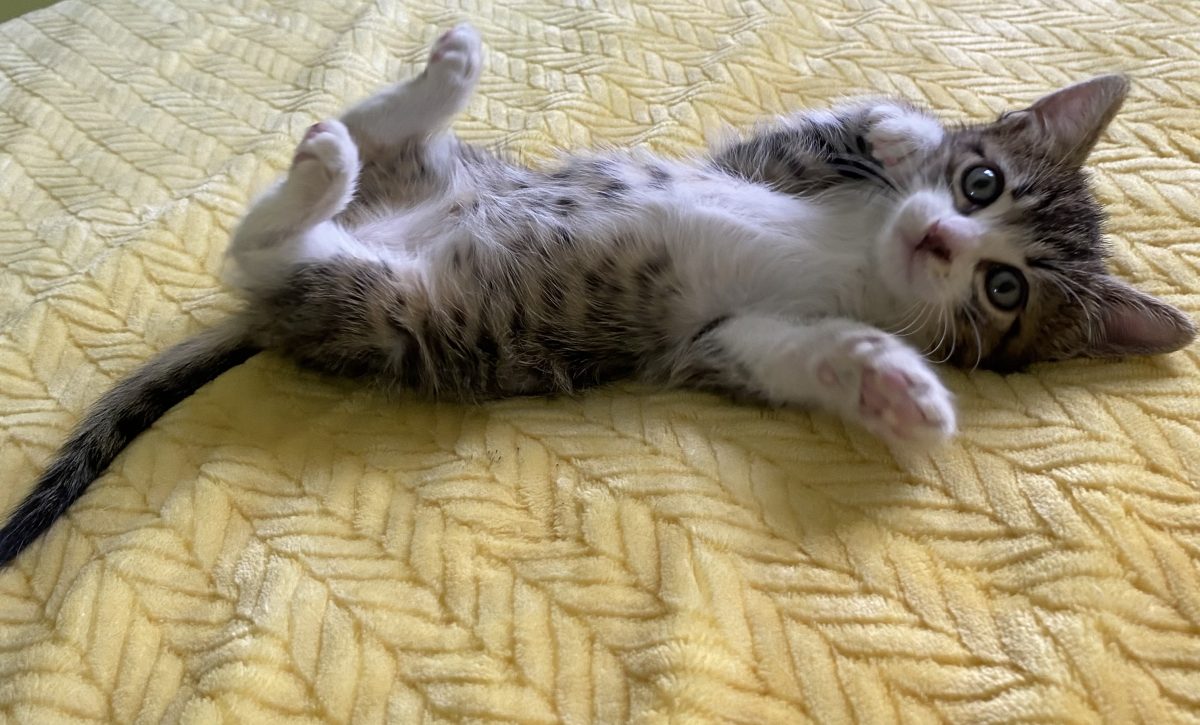 Cu ochii lui mari și frumoși te roagă sa il iei acasă!😻😻😻