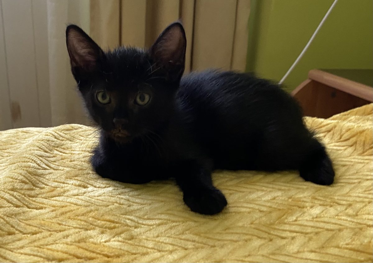 Simpaticul Dark are nevoie de adopție!💙💙💙
