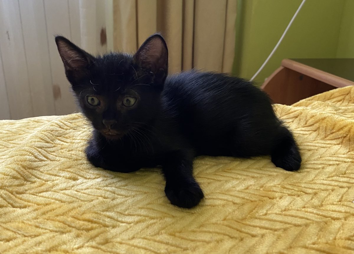 Micutul ăsta negru ca tăciunele își dorește o familie!💙💙💙