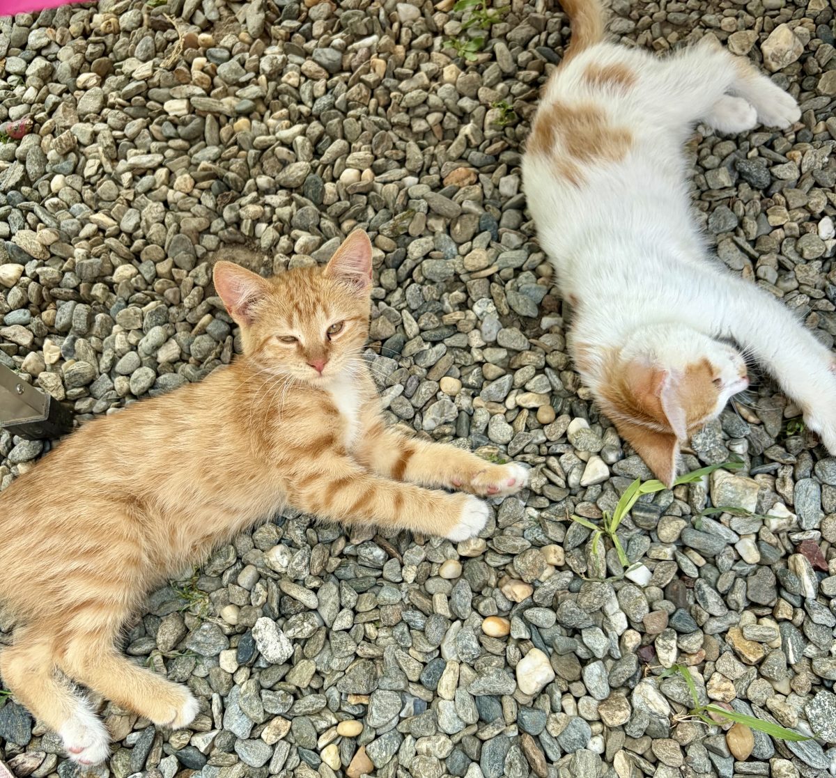 Două bezele blănoase caută o canapea și o familie — alegi una sau le iei pe ambele 🐾