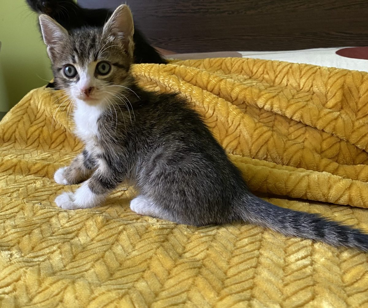 Adorabil și iubibil abia așteaptă să plece la casuta lui!💙💙💙