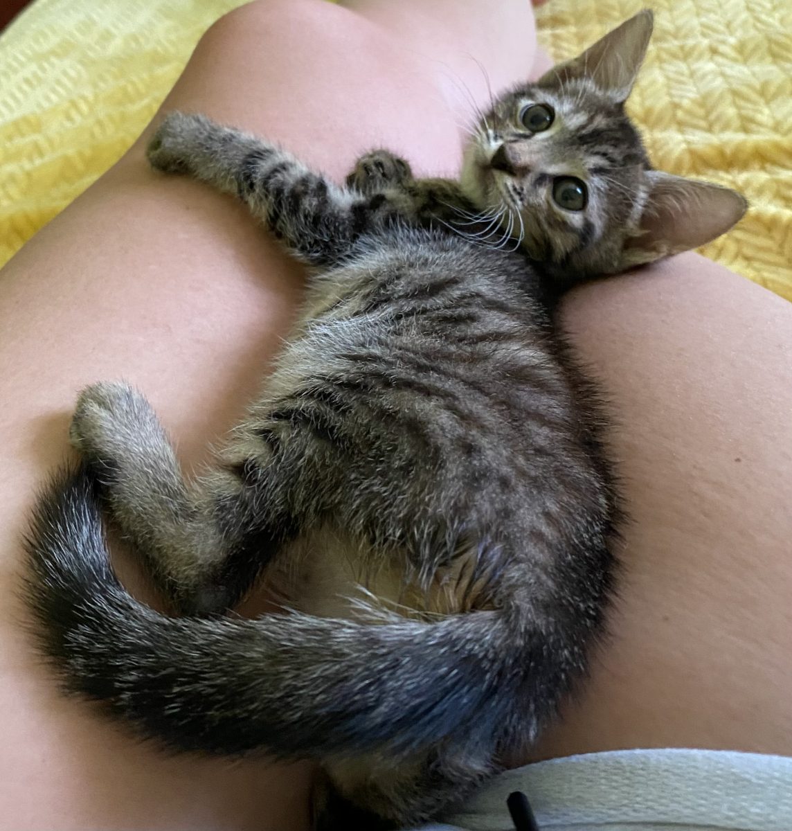 Micuța tigruță își caută casuță!💗💗💗