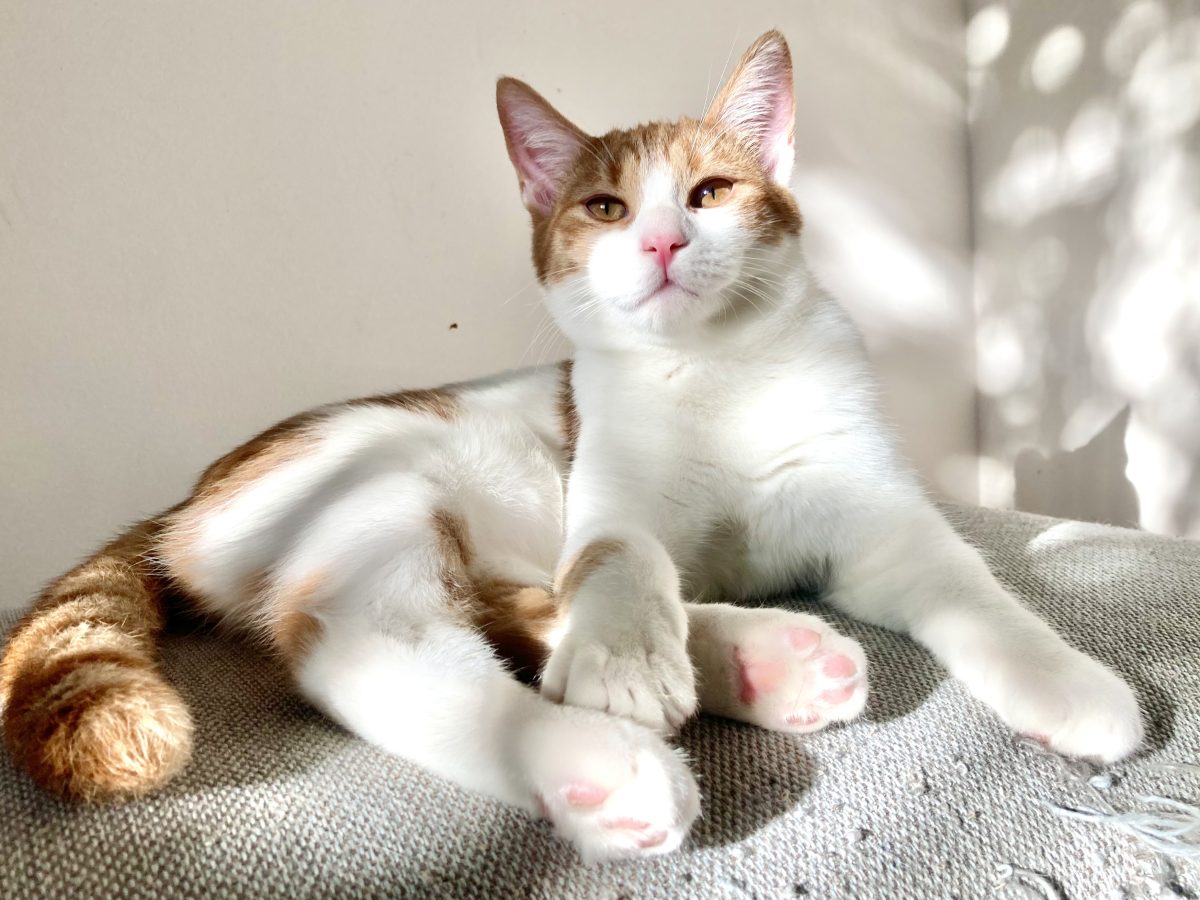 Motanel FIV pozitiv pentru adoptie singur sau cu alta pisica FIV