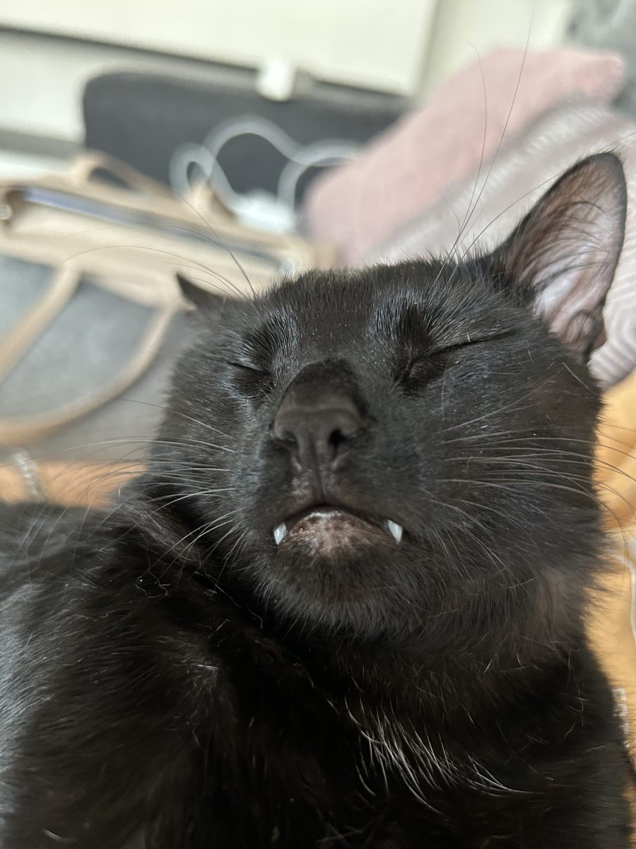 Vampiraș, caut familie nouă🧛♥️