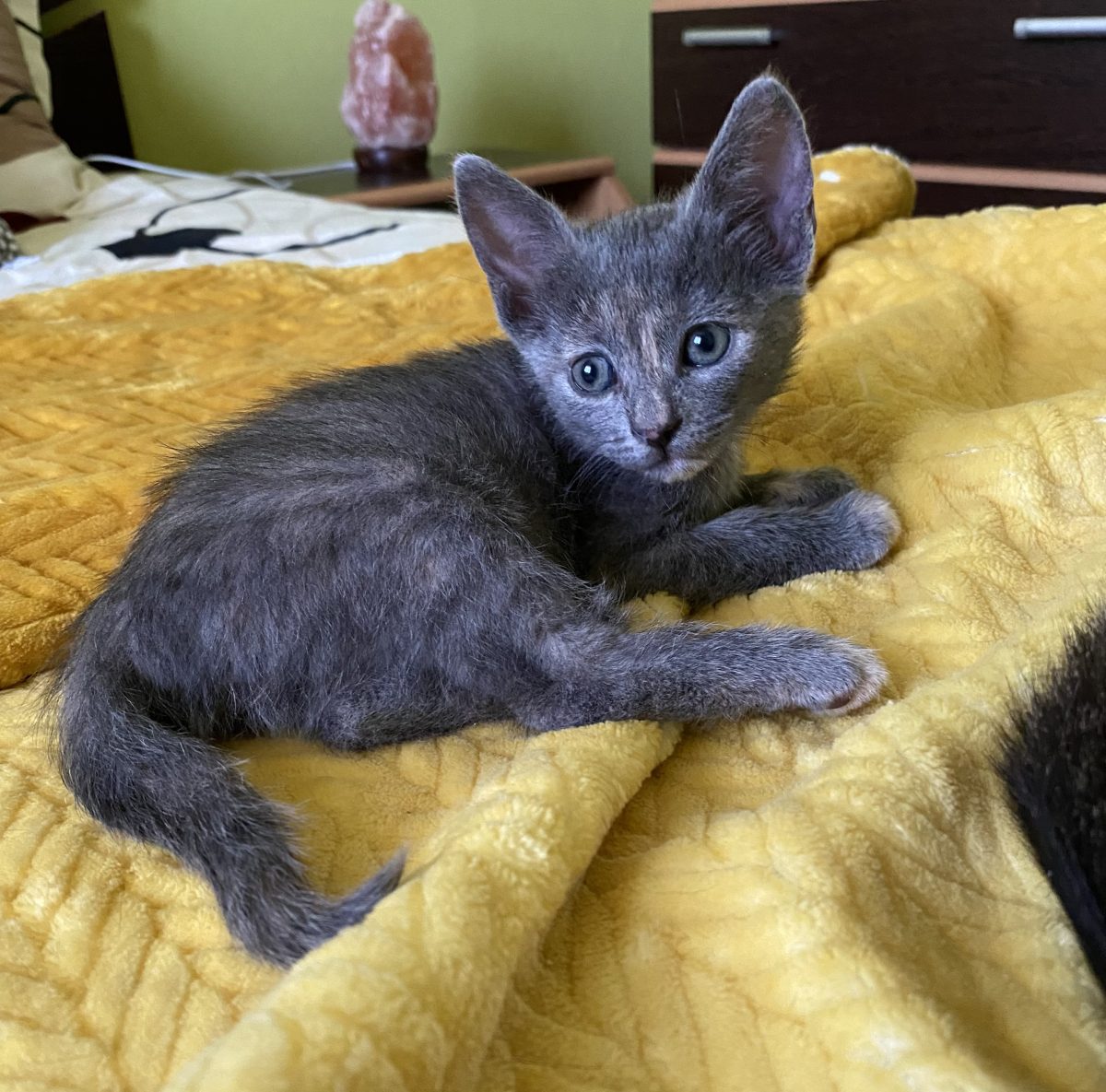 Pisicuta dragalasa își dorește un Acasă 🏡!🐹🐹🐹