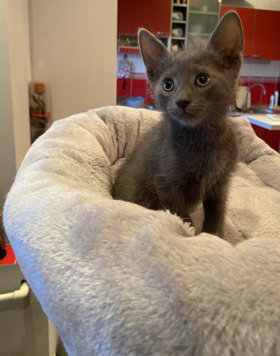 Adorabilul Silver își dorește o familie!💙💙💙