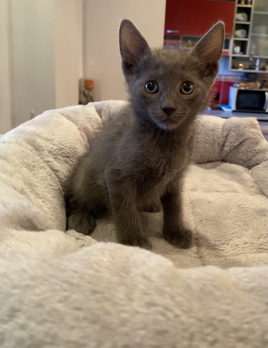 Micutul Silver își dorește o familie responsabilă!😻😻😻