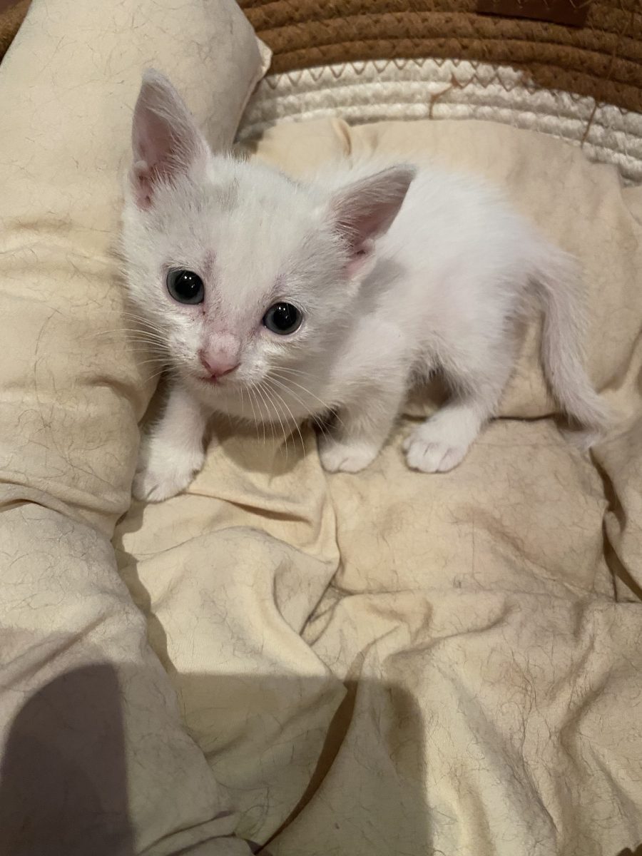 Trei pisicuțe adorabile isi cauta familii responsabile !♥️♥️♥️