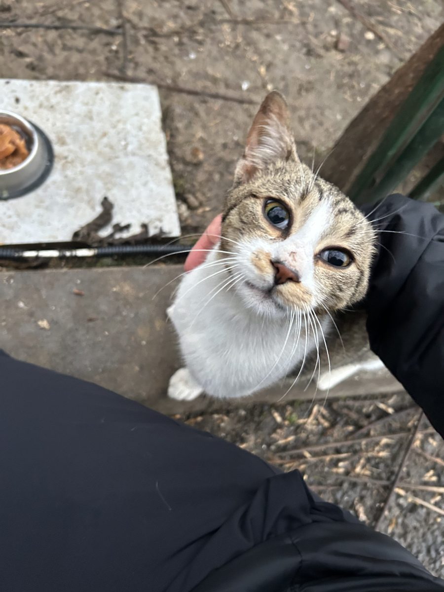 🐾 ADOPTĂ UN SUFLET BUN 🐾