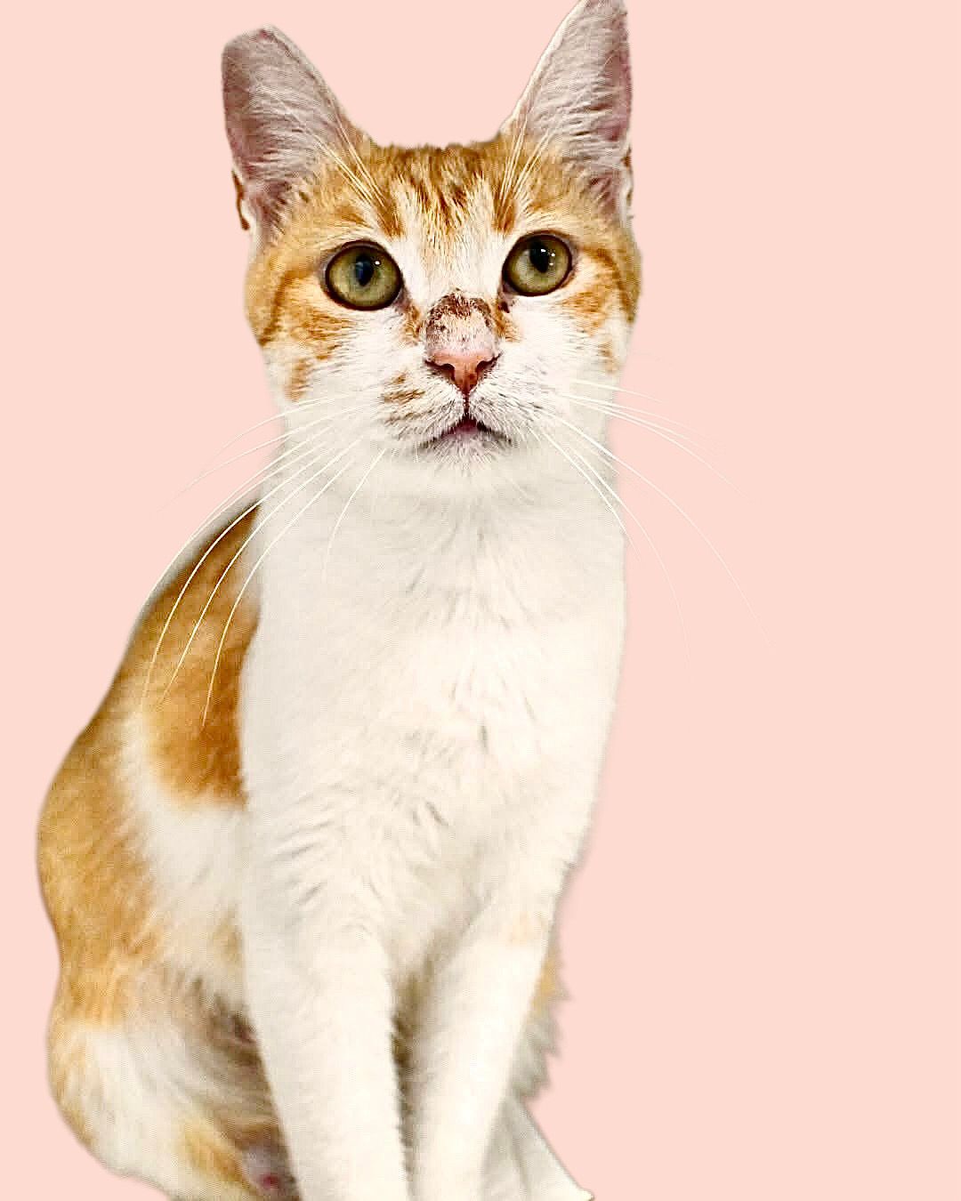 Matilda, 2 ani, sterilizată, vaccinată, deparazitată, București