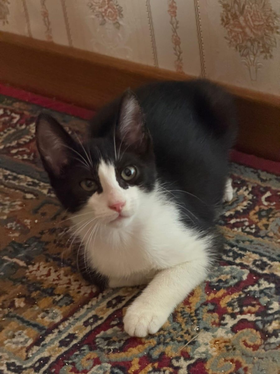 Pisoi tuxedo pentru adopție responsabilă în București