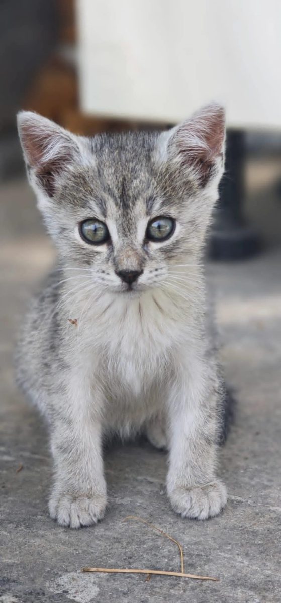 Alertă de iubire: 5 ghemotoace caută familii adoptive